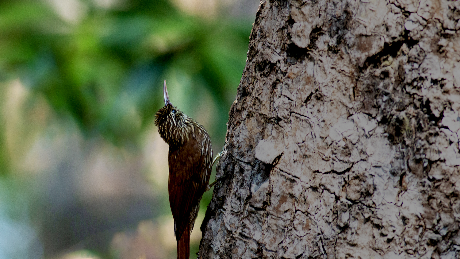 Ivory-billed Woodcreeper